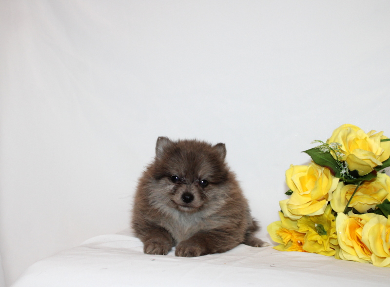 puppy, for, sale, Pomernain, Matthew B. Stoltzfus, dog, breeder, Gap, PA, dog-breeder, puppy-for-sale, forsale, nearby, find, puppyfind, locator, puppylocator, aca